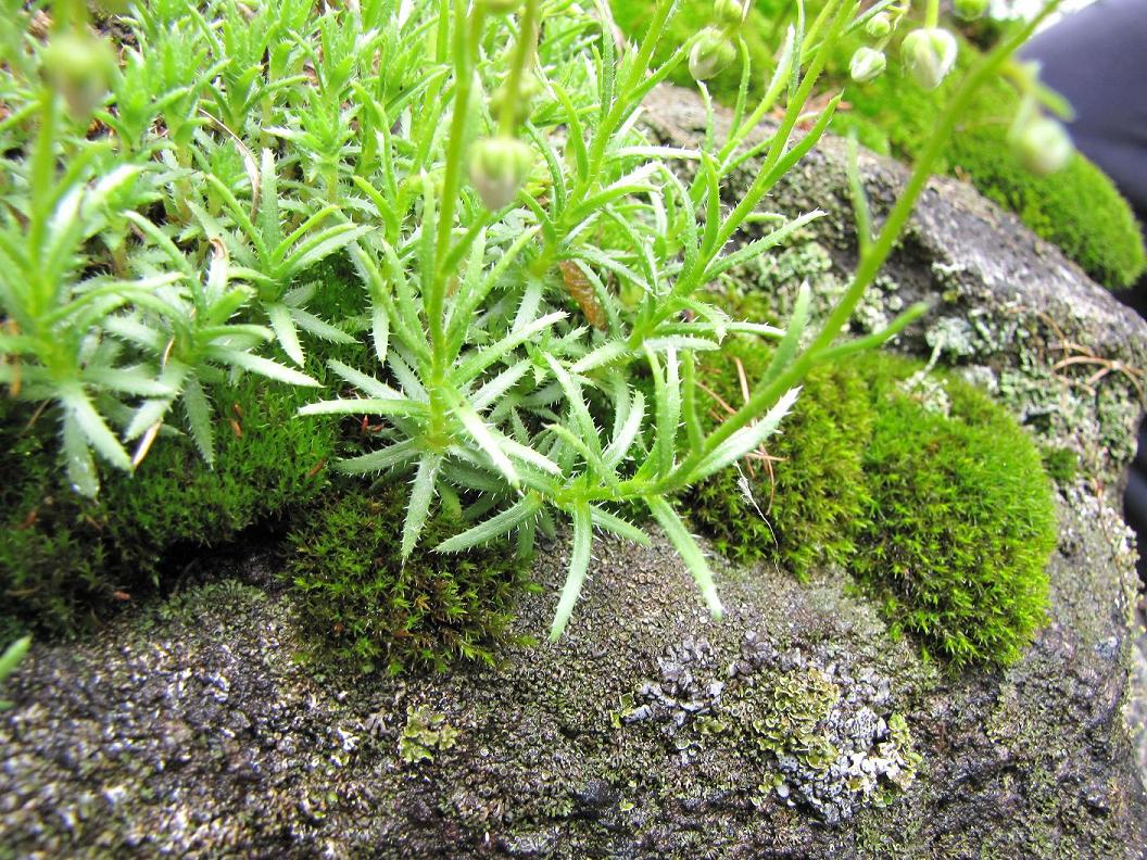 Saxifraga aspera / Sassifraga spinosa